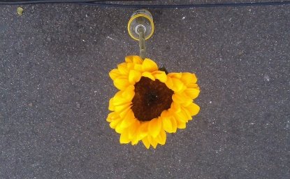 A Single Sunflower