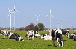 Got Milk? Canada and the U.S. Clash Over Dairy