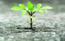 Citizen Security in Michoacán